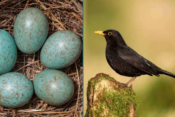 შავი ფრინველი და მისი ლურჯი ფრინველის კვერცხები
