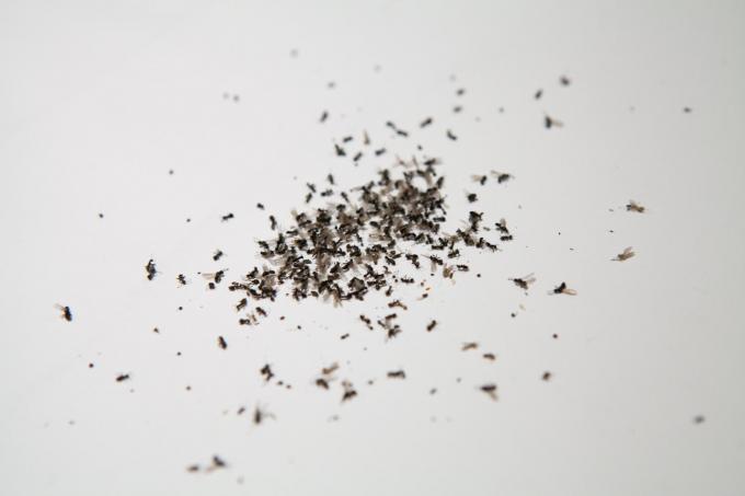 uçan karıncalar evin neresinden geliyor
