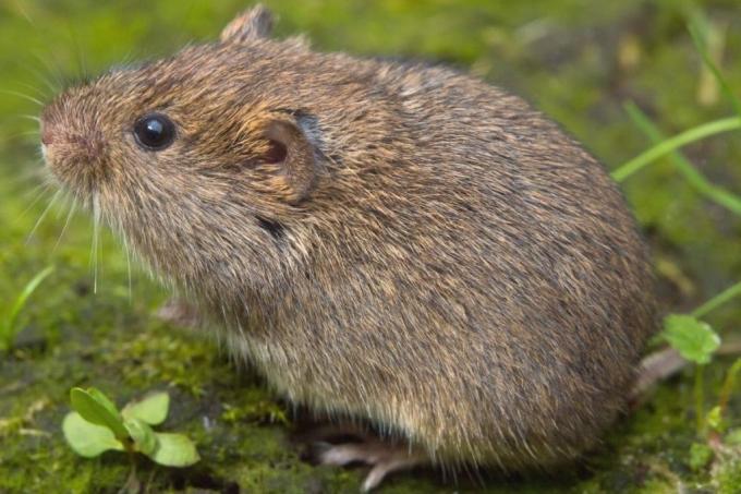चूहों की प्रजातियाँ - अर्थ वोल - माइक्रोटस एग्रेस्टिस