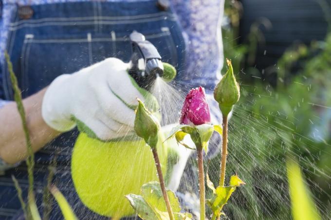Person splashes liquid on rose plants