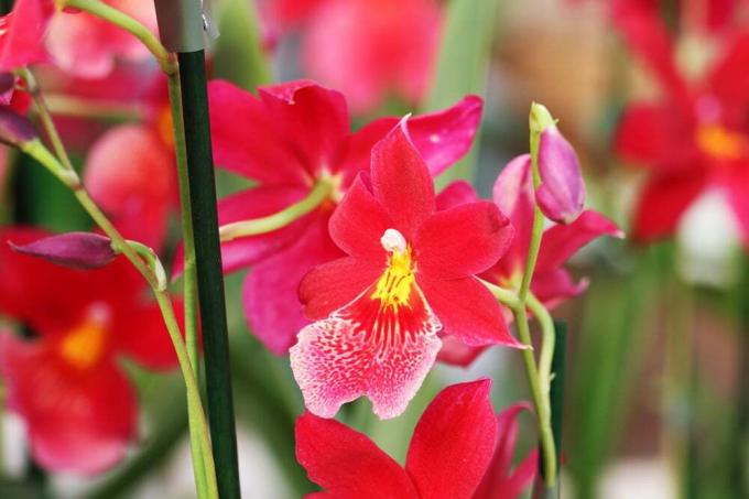 Orchidaceae cambria - orchidée