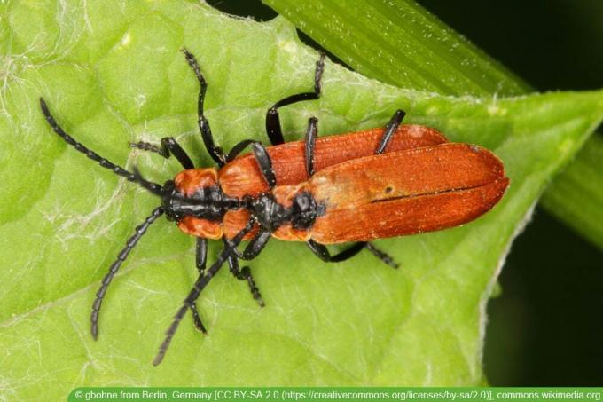 Red Carpet Weevil - Lygistopterus sanguineus