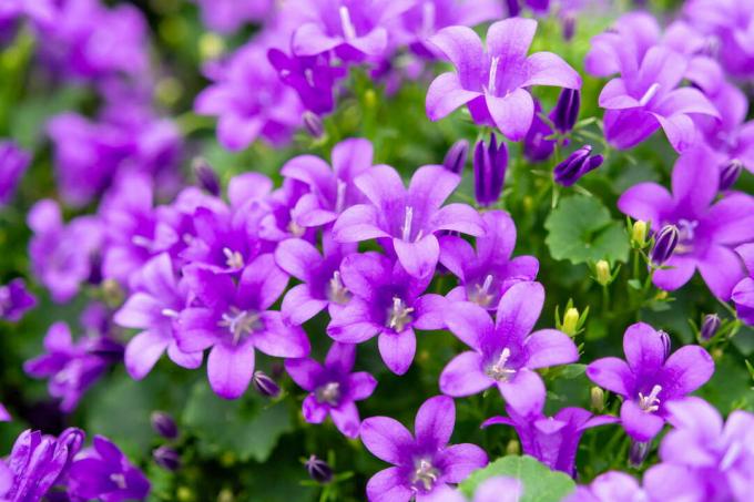 Zvanu zieds ar violetiem ziediem 