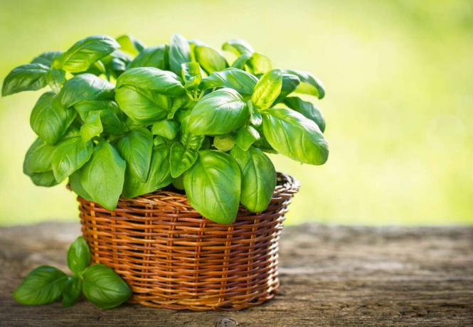 Basil plant in the basket
