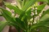 Are lilies of the valley poisonous? Yes