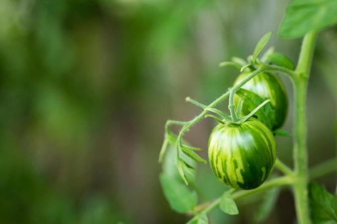 Zielony pomidor tygrysi