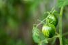 Tomates tigrées: variétés, culture et récolte