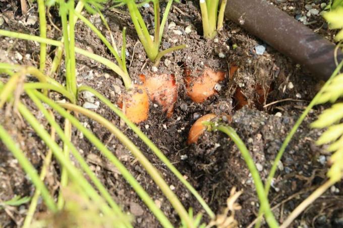 Смешанное выращивание моркови и моркови с огурцами