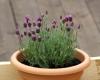Lavendel overwinteren: tips voor potten en bedden