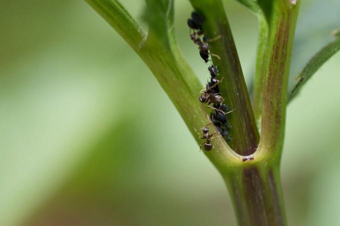 skruzdėlės ant jurginų