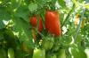 طماطم سان مارزانو: النبات والرعاية