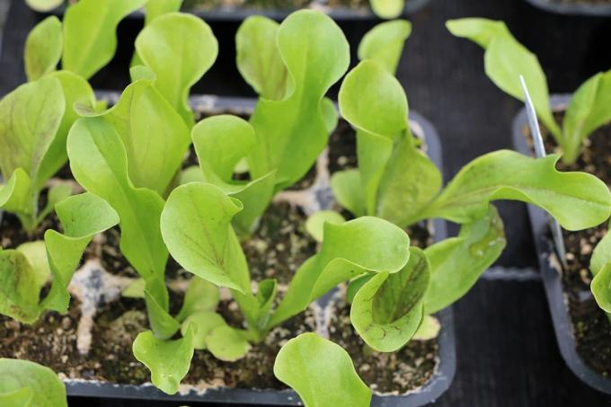 Grannar för zucchini: radicchio (Cichorium intybus var. foliosum)