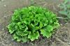 Endívia saláta: minden, amit az ültetésről, gondozásról és betakarításról tudni kell