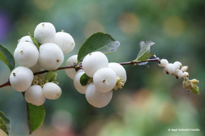 Common snowberry, Symphoricarpos albus