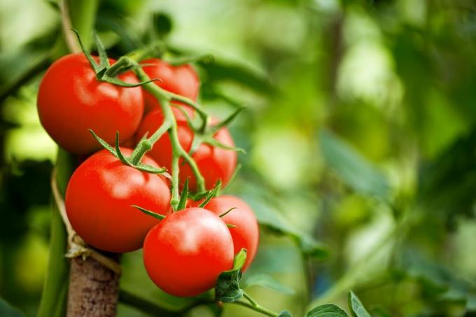 Czerwone pomidory z żywicy ogniowej na roślinie