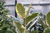 Gumovník, Ficus elastica, návod na údržbu