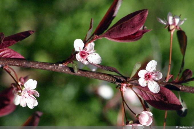 Prună Pitică - Prunus cistena - Prună Cireș