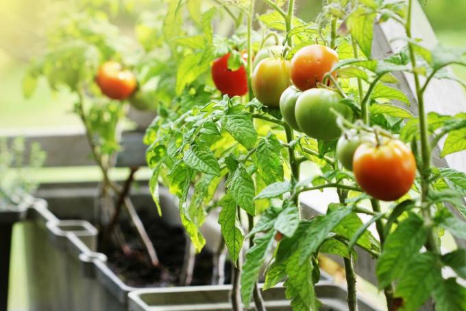 Tomaattien kasvatus parvekkeella