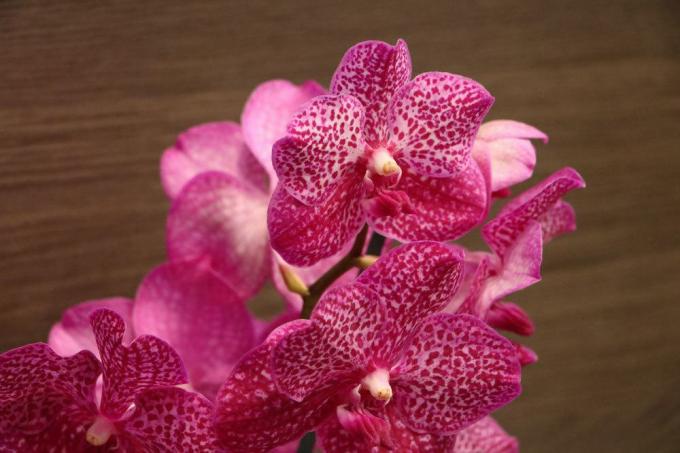 Orquídea vanda