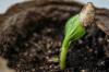 Planting og dyrking av zucchini vellykket
