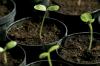 Plantning af solsikker: tips til altanen og haven