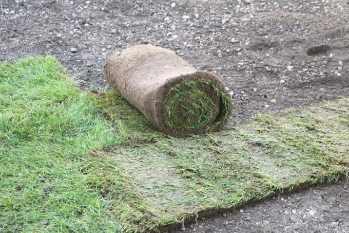 Lay turf with a lawn roller