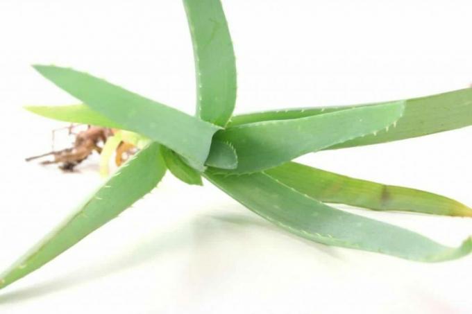 Aloe vera spôsobuje hnilobu koreňov