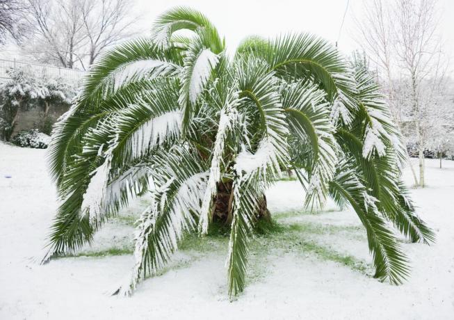palm tree in the snow