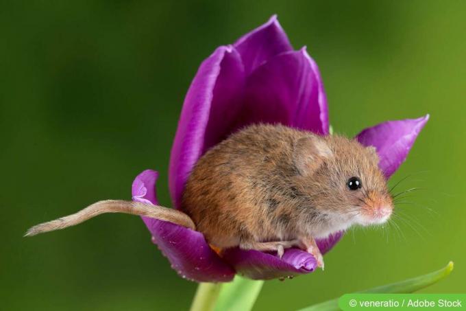 Mysz żniwna (Micromys minutus)