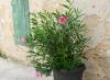Oleander nie kwitnie: przyczyny i środki