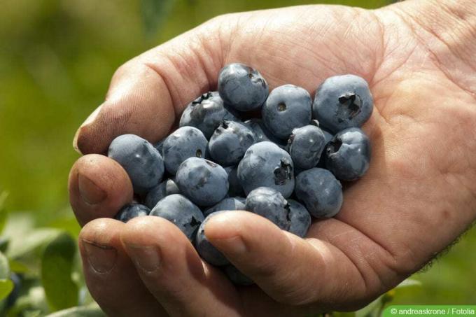 Blueberry yang dibudidayakan - Vaccinium corymbosum