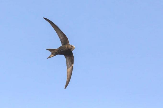 volant rapide en tant qu'espèce d'oiseau migrateur