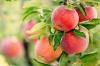 सेब का पेड़: A से Z. तक के विशेषज्ञ सुझाव