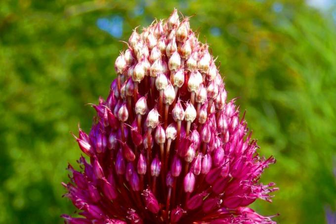 Földfokhagyma (Allium sphaerocephalon)