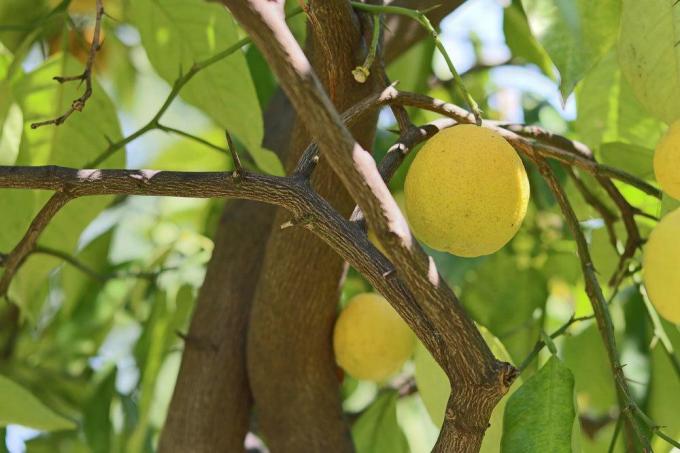 Citrontræ med citronfrugter