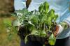 Посадите карфиол: локација, сетва & Цо.