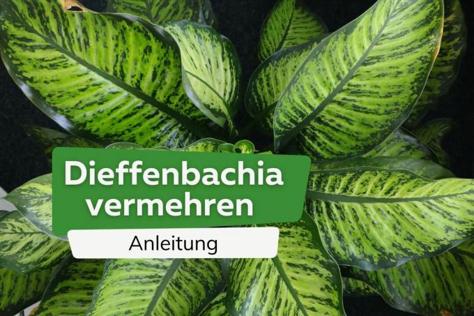 Dieffenbachia forplanter titler