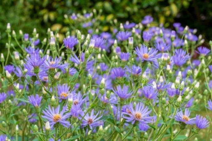 Aster 'Twilight' (Aster x