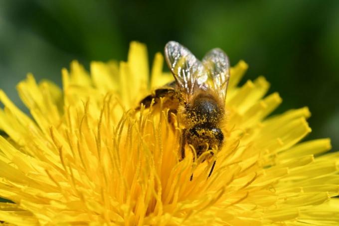 Пчела на цвете от глухарче