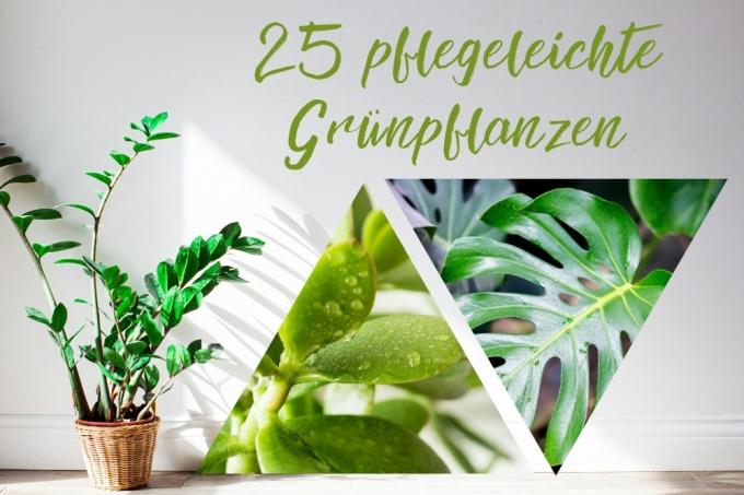 onderhoudsvriendelijke groene planten