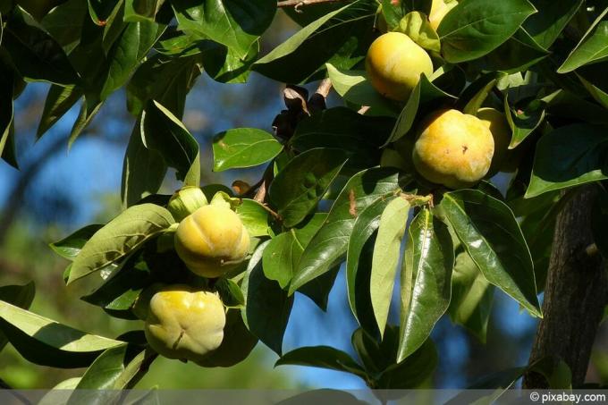Схарон - дрво персимона