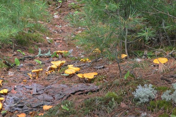 เห็ดชานเทอเรลบนทางเดินในป่า