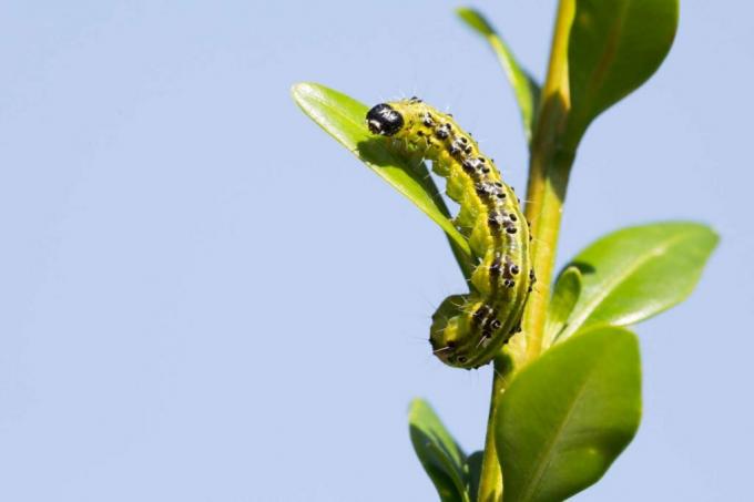 Prenota larva di falena su un ramo di bosso