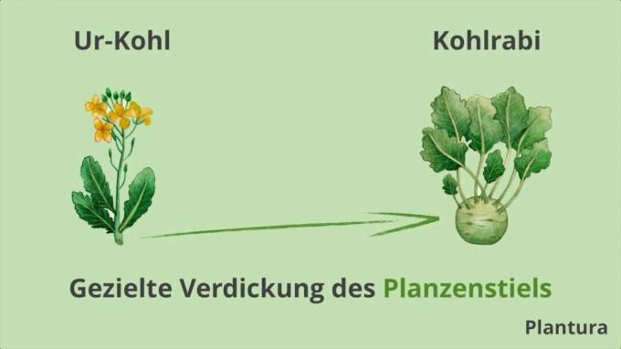 The stalk of the kohlrabi was deliberately bred