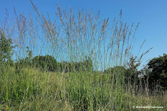 Pipe pipe grass (Molinia arundinacea), vysoká tráva