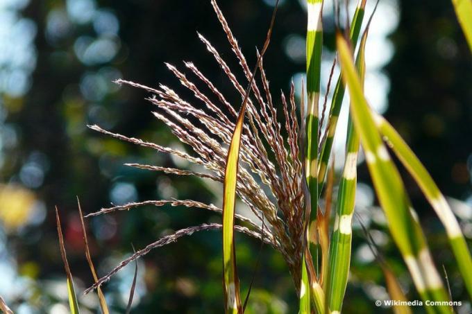 Дикобраз трева 'Strictus' (Miscanthus sinensis), висока трева