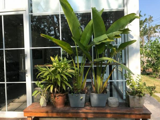 Bananas planted in pots