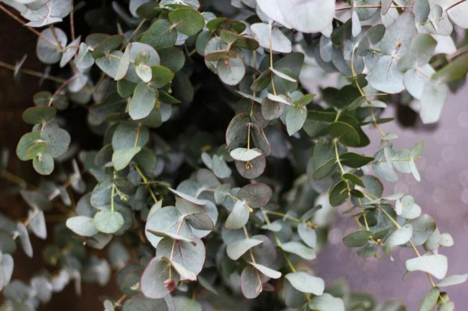 Roślina eukaliptusa na ścianie