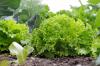 Salat: tips til plantning, høst og valg af sort