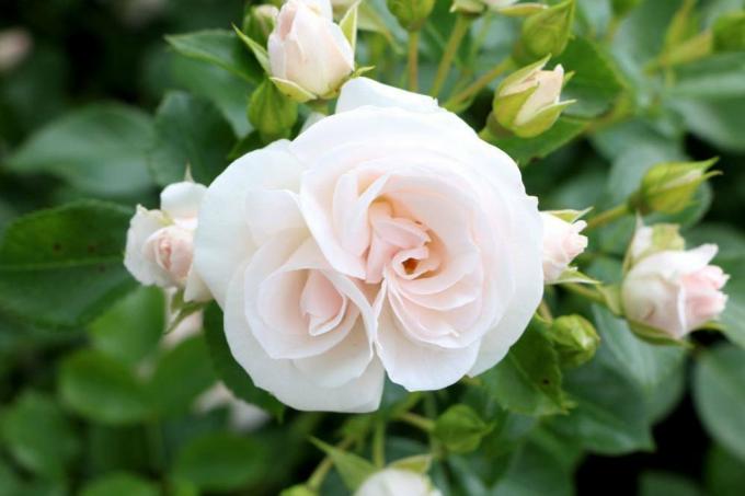 सफेद फूलों के रंग वाले गुलाब